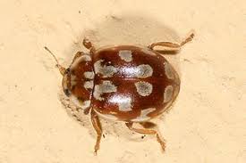 Attēlu rezultāti vaicājumam “Myrrha octodecimguttata”