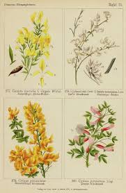 Image result for Genista tinctoria