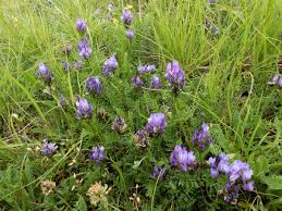 Attēlu rezultāti vaicājumam “Astragalus danicus”