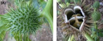 Attēlu rezultāti vaicājumam “Hyoscyamus niger fruit”