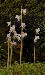 Attēlu rezultāti vaicājumam “Epipogium aphyllum”