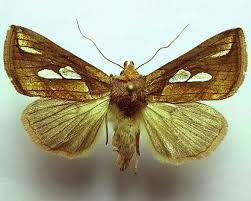 Attēlu rezultāti vaicājumam “Plusia festucae”