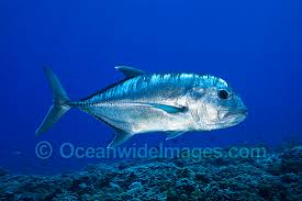 Image result for Caranx ignobilis