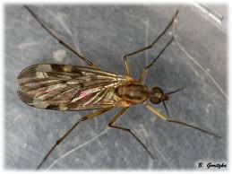 Attēlu rezultāti vaicājumam “Sylvicola sp.”