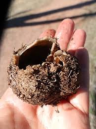 Attēlu rezultāti vaicājumam “Geopora arenicola”