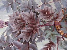 Attēlu rezultāti vaicājumam “Angelica sylvestris leaf”
