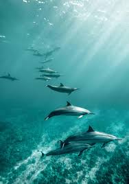 Afbeeldingsresultaat voor dolfijnen
