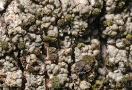 Attēlu rezultāti vaicājumam “Calicium adspersum”