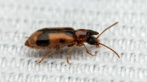 Attēlu rezultāti vaicājumam “Notoxus monoceros”