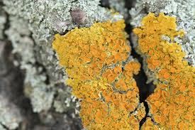 Attēlu rezultāti vaicājumam “Xanthoria parietina”