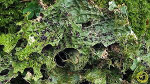 Attēlu rezultāti vaicājumam “Plectocarpon lichenum”