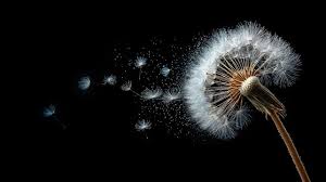 Image result for diente de leon