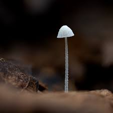 Attēlu rezultāti vaicājumam “Mycena abramsii”