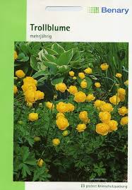 Image result for Trollblume