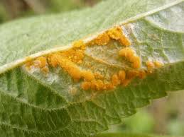 Attēlu rezultāti vaicājumam “Melampsora populnea”