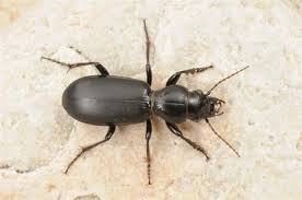 Attēlu rezultāti vaicājumam “Broscus cephalotes”