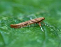 Attēlu rezultāti vaicājumam “Caloptilia stigmatella”
