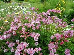 Attēlu rezultāti vaicājumam “Astrantia major”