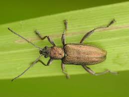 Attēlu rezultāti vaicājumam “Donacia dentata”