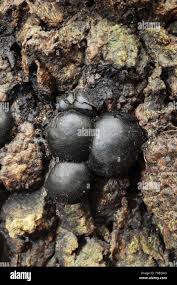 Attēlu rezultāti vaicājumam “Daldinia concentrica”