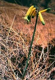 Attēlu rezultāti vaicājumam “Amarillidaceae”