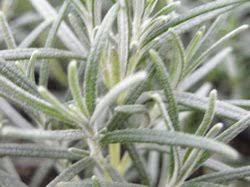 Image result for Rosmarin