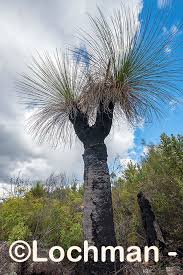 Attēlu rezultāti vaicājumam “Xanthorrhoeaceae”