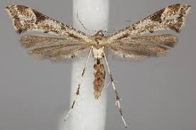 Attēlu rezultāti vaicājumam “Platyptilia sp.”