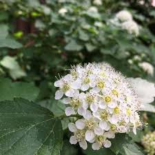 Attēlu rezultāti vaicājumam “Physocarpus opulifolius”