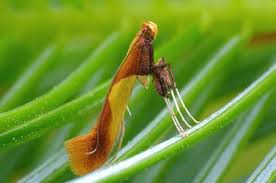 Attēlu rezultāti vaicājumam “Caloptilia alchimiella”