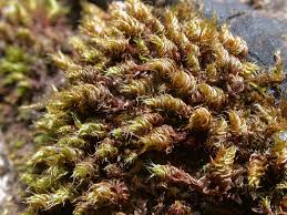 Attēlu rezultāti vaicājumam “Bryum moravicum”