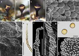 Attēlu rezultāti vaicājumam “Lycogala conicum sessile”