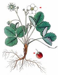 Attēlu rezultāti vaicājumam “Fragaria viridis”