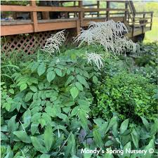 Image result for Aruncus dioicus
