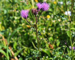 Attēlu rezultāti vaicājumam “Cirsium arvense”