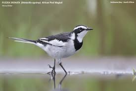 Attēlu rezultāti vaicājumam “Motacillidae”