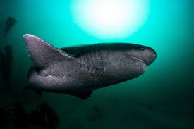 Image result for Notorynchus cepedianus