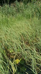 Attēlu rezultāti vaicājumam “Carex rostrata”
