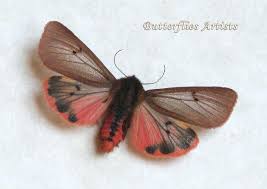 Attēlu rezultāti vaicājumam “Phragmatobia fuliginosa imago”