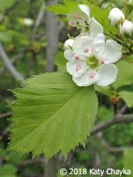 Attēlu rezultāti vaicājumam “Crataegus x macrocarpa”