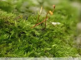 Attēlu rezultāti vaicājumam “Homomallium incurvatum”