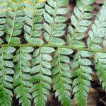 Attēlu rezultāti vaicājumam “Polystichum braunii”