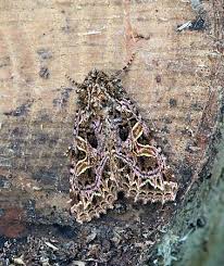 Attēlu rezultāti vaicājumam “Hadena rivularis”