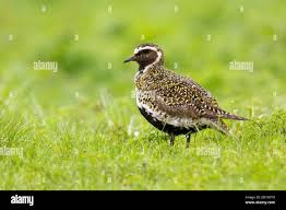 Attēlu rezultāti vaicājumam “Pluvialis apricaria adult”