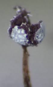 Attēlu rezultāti vaicājumam “Stemonaria irregularis young”