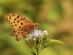 Attēlu rezultāti vaicājumam “Argynnis laodice male”