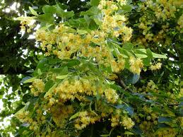 Attēlu rezultāti vaicājumam “Tilia”