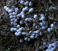 Attēlu rezultāti vaicājumam “Diderma testaceum sessile”