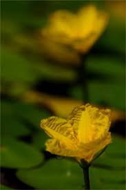 Image result for Seekanne