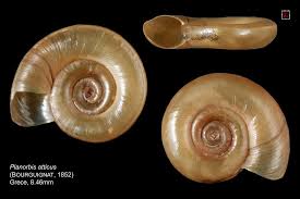 Attēlu rezultāti vaicājumam “Planorbidae”